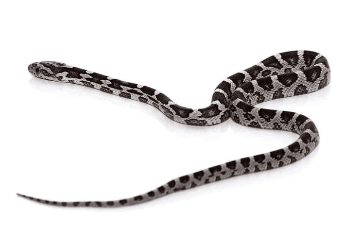 Why Corn Snakes Make the Best Pet Snake