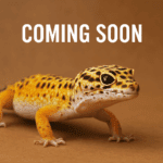 Leopard Geckos for Sale in South Africa – Coming Soon