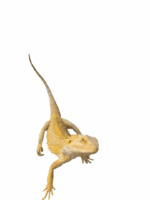 Sandfire Bearded Dragon