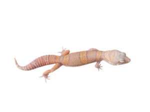 Bell Albino Leopard Gecko